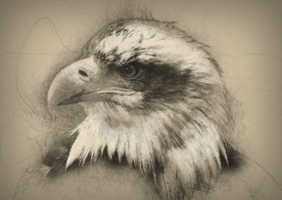 Don-observation-dessin-voir-et-dessiner