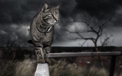 Le concept art : un métier où les possibilités sont infinies.